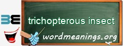 WordMeaning blackboard for trichopterous insect